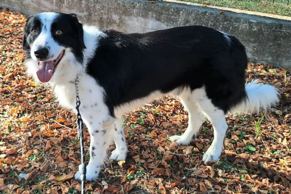 Coopy 3 anni Taglia grande | Foto 1