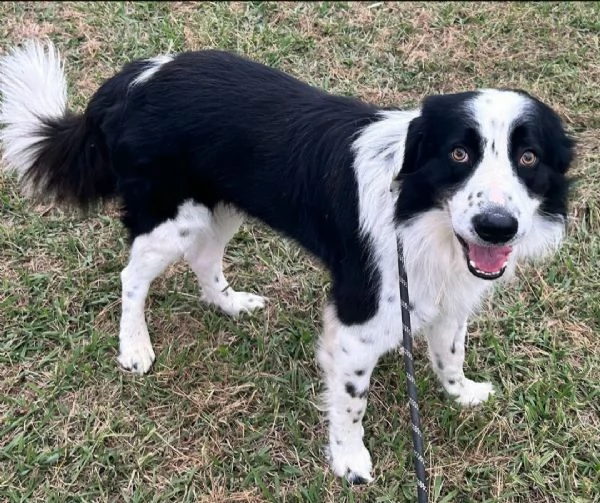 Coopy 3 anni Taglia grande