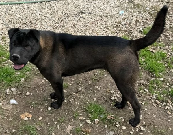 Puma sharpei di 9 mesi | Foto 5