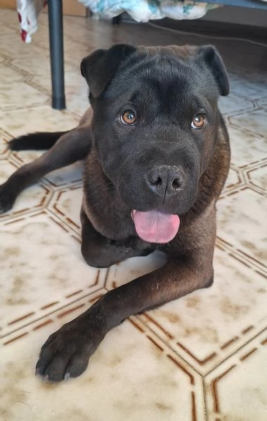 Puma 1 anno mix sharpei | Foto 2