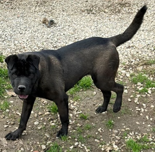 Puma sharpei di 9 mesi | Foto 4