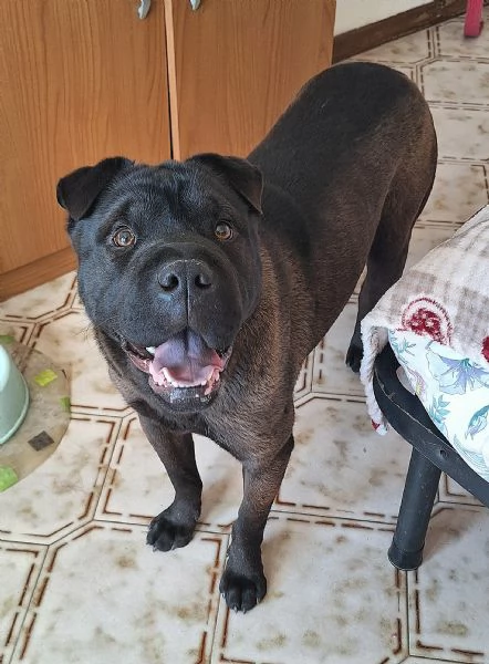 Puma 1 anno mix sharpei | Foto 1