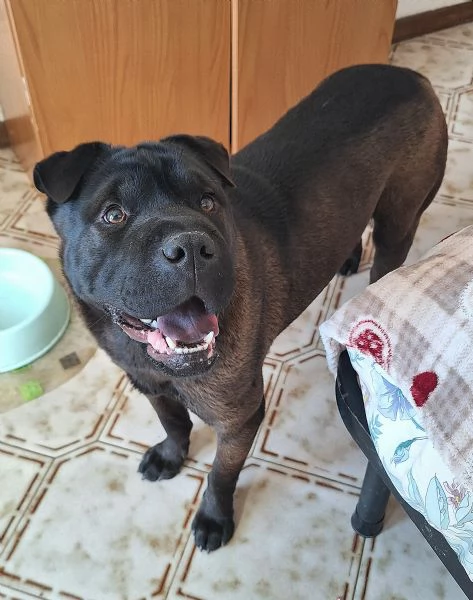 Puma 1 anno mix sharpei | Foto 0