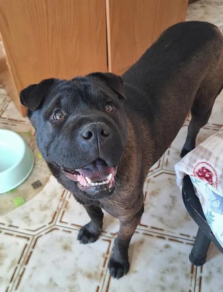 Puma 1 anno mix sharpei