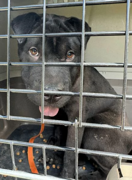 Puma sharpei di 9 mesi | Foto 2