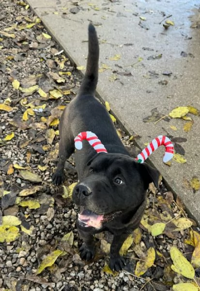 Puma sharpei di 9 mesi | Foto 3