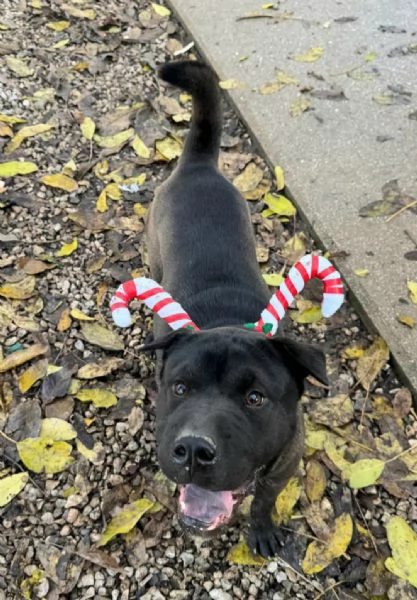 Puma sharpei di 9 mesi | Foto 2