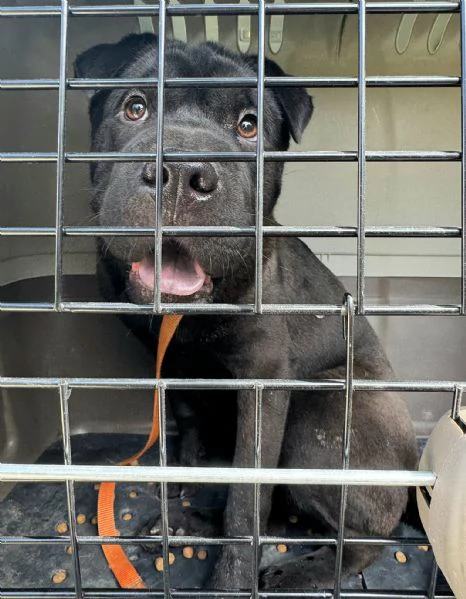 Puma sharpei di 9 mesi