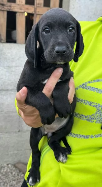 Lyra 2 mesi taglia media 