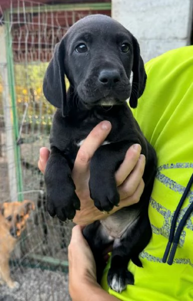 Lyra 2 mesi taglia media  | Foto 3