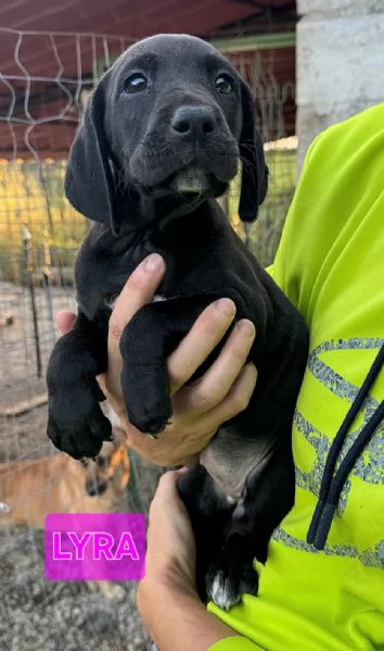 Lyra 2 mesi taglia media  | Foto 0