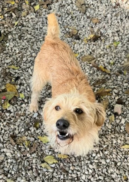 Amleto 2 anni Taglia piccola  | Foto 5