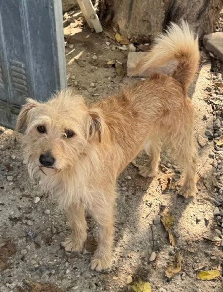 Amleto 2 anni Taglia piccola  | Foto 4