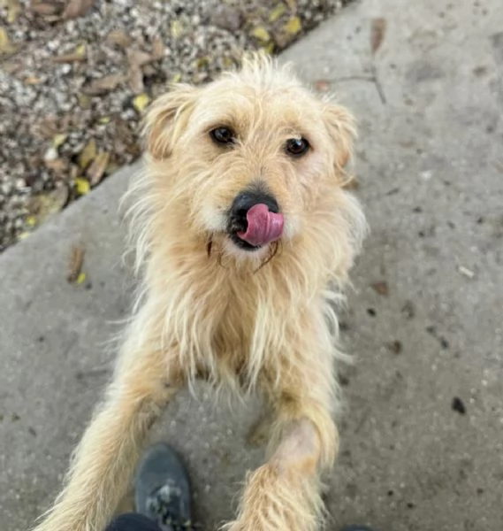 Amleto 2 anni Taglia piccola 