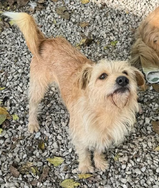 Amleto 2 anni Taglia piccola  | Foto 2