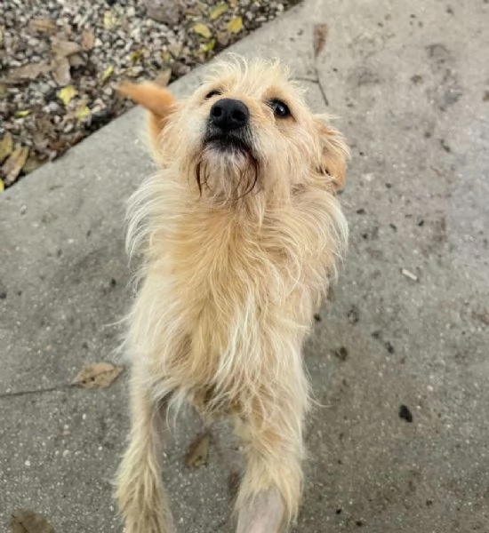 Amleto 2 anni Taglia piccola  | Foto 1