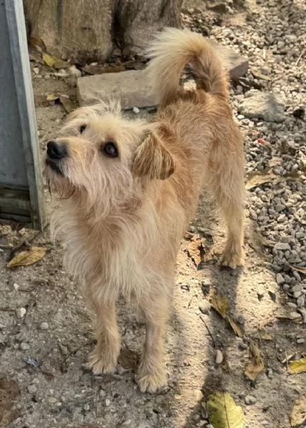 Amleto 2 anni Taglia piccola  | Foto 0