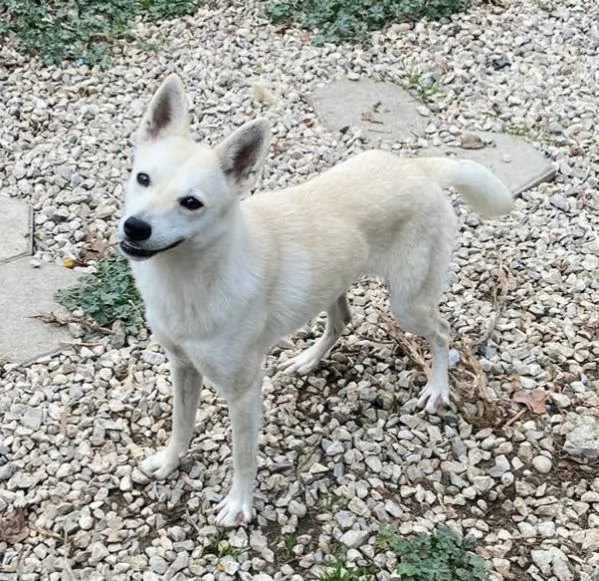 Foxy 1 anno taglia piccola  | Foto 2