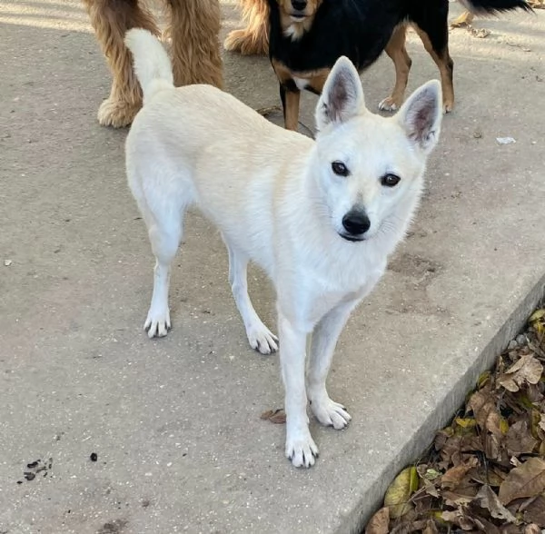 Foxy 1 anno taglia piccola 