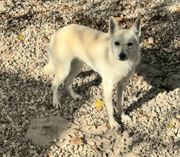 Foxy 1 anno taglia piccola  | Foto 1