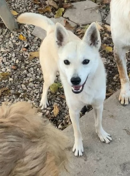 Foxy 1 anno taglia piccola  | Foto 0