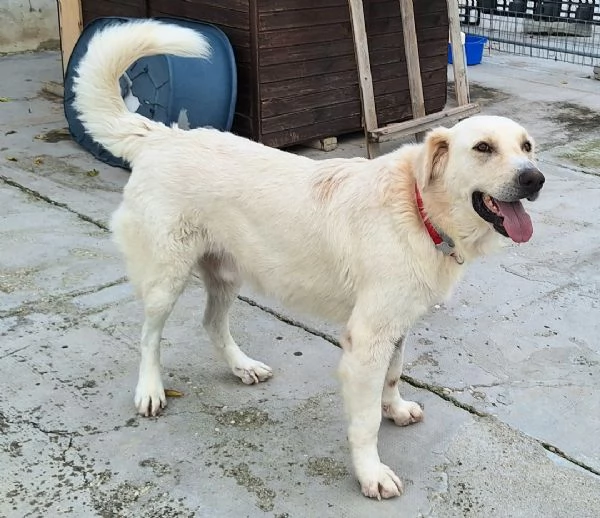 Noegrave 1 anno taglia grande  | Foto 6