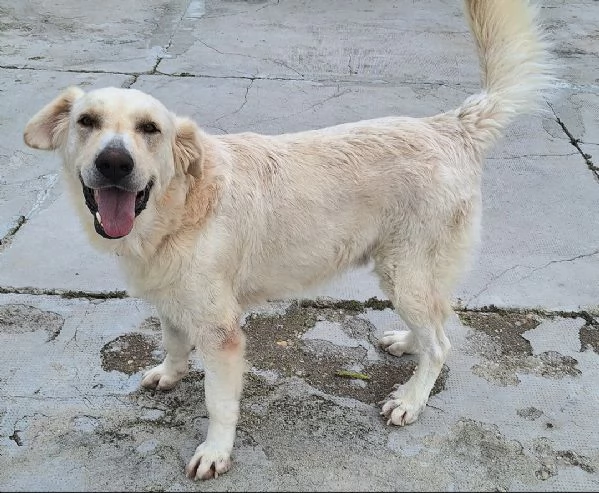 Noegrave 1 anno taglia grande 