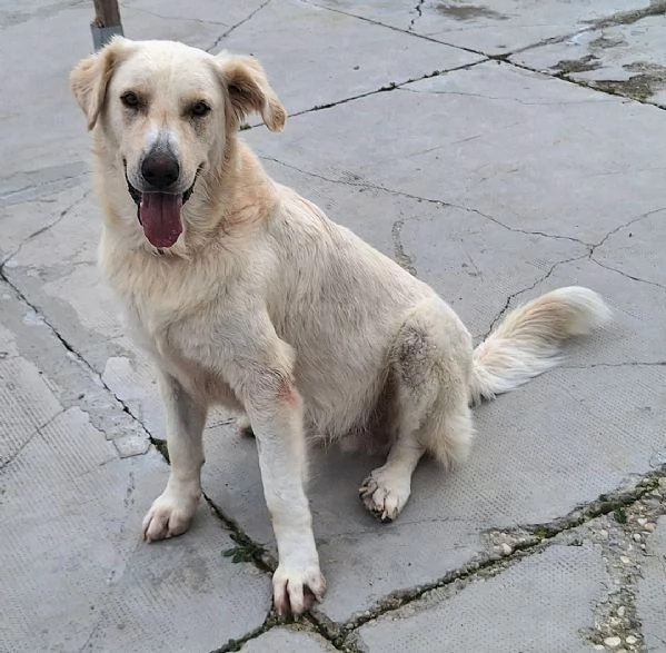 Noegrave 1 anno taglia grande  | Foto 5