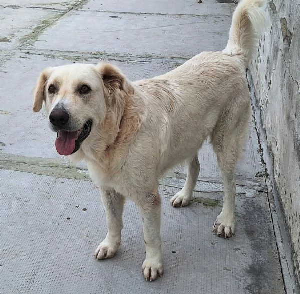 Noegrave 1 anno taglia grande  | Foto 4