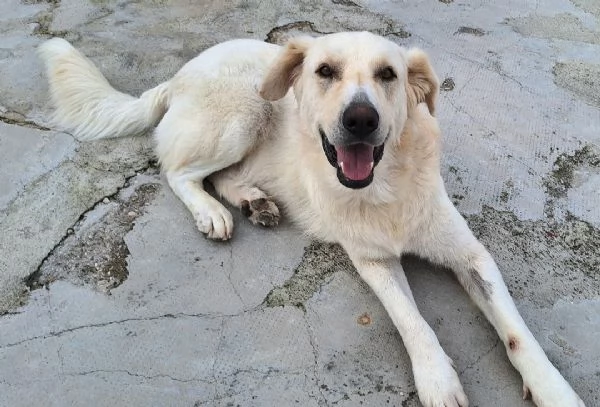 Noegrave 1 anno taglia grande  | Foto 3