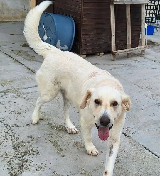 Noegrave 1 anno taglia grande  | Foto 2