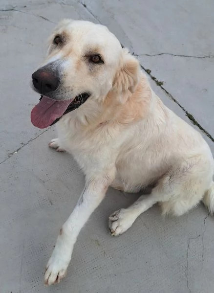 Noegrave 1 anno taglia grande  | Foto 1