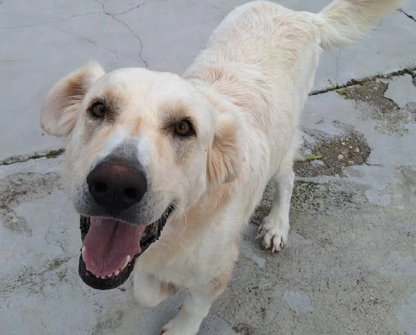 Noegrave 1 anno taglia grande  | Foto 0