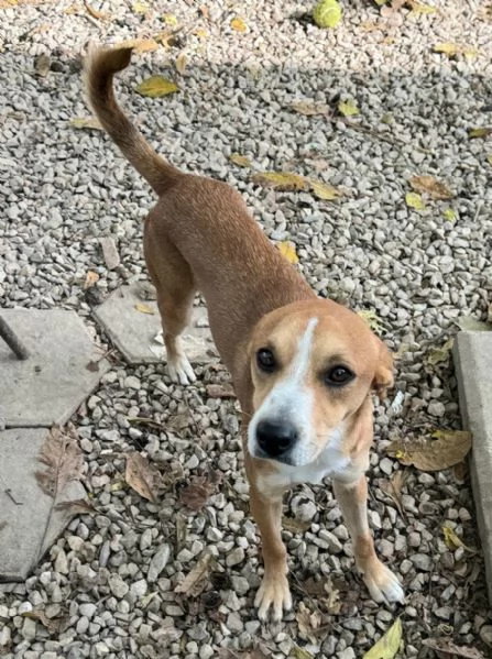 Anacleto 7 mesi taglia media piccola  | Foto 2