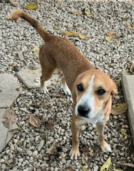 Anacleto 7 mesi taglia media piccola  | Foto 1