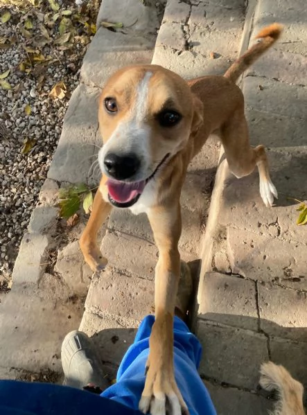 Anacleto 7 mesi taglia media piccola 