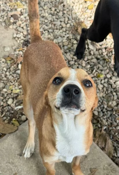 Anacleto 7 mesi taglia media piccola  | Foto 0