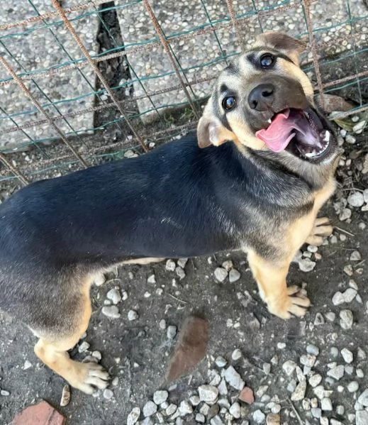 Gioia 6 mesi taglia piccola  | Foto 4