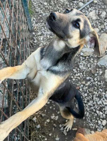 Gioia 6 mesi taglia piccola  | Foto 3