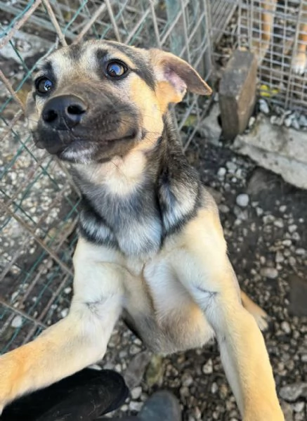 Gioia 6 mesi taglia piccola  | Foto 2