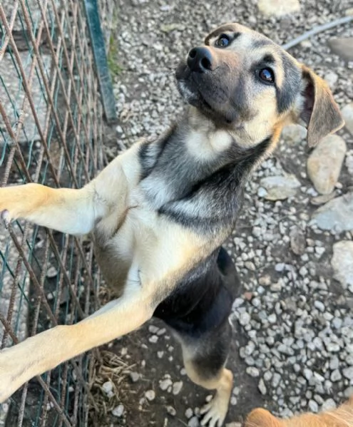 Gioia 6 mesi taglia piccola  | Foto 1