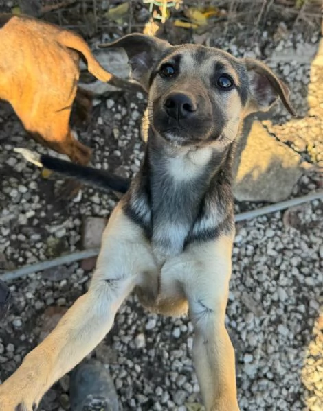 Gioia 6 mesi taglia piccola 