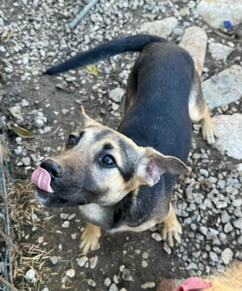 Gioia 6 mesi taglia piccola  | Foto 0