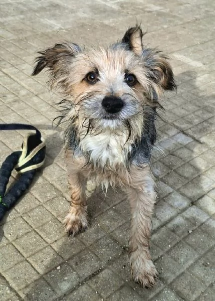 Weeny e Witchy 7 mesi taglia mini | Foto 5