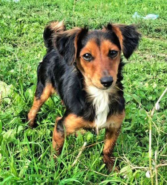 Weeny e Witchy 7 mesi taglia mini | Foto 3