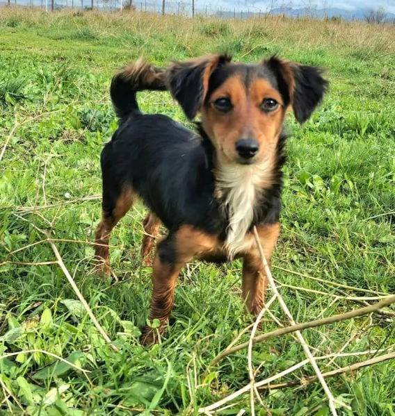 Weeny e Witchy 7 mesi taglia mini | Foto 2