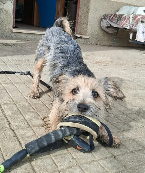 Weeny e Witchy 7 mesi taglia mini