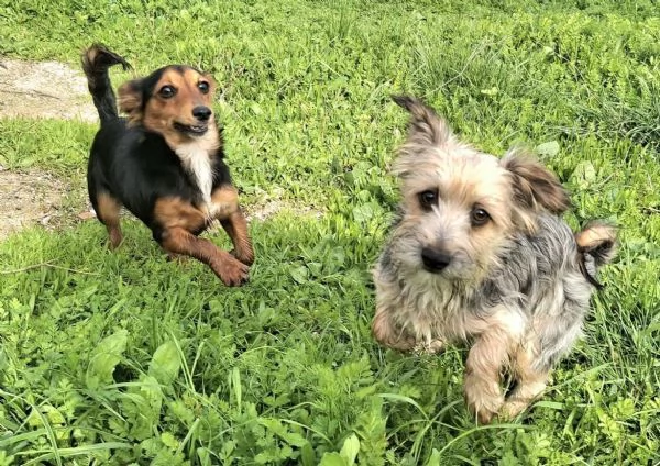 Weeny e Witchy 7 mesi taglia mini | Foto 1