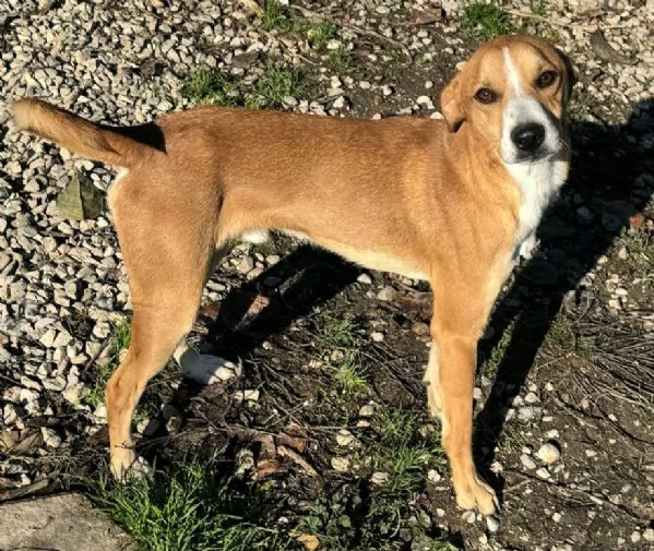 Anacleto 7 mesi taglia piccola  | Foto 3