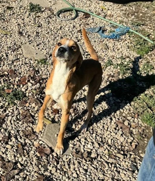 Anacleto 7 mesi taglia piccola  | Foto 2